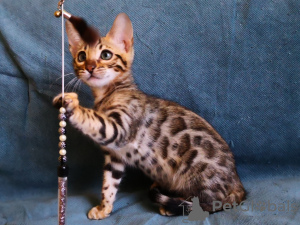 Photo №1. bengal cat - for sale in the city of Minsk | 473$ | Announcement № 10416