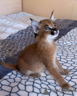 Additional photos: des très beaux chatons, Caracal Savannah F1 et serval disponibles