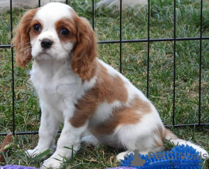 Photo №1. cavalier king charles spaniel - for sale in the city of Lisbon | negotiated | Announcement № 126867