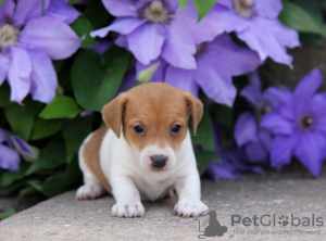 Photo №1. jack russell terrier - for sale in the city of Neuenhof | 443$ | Announcement № 18766