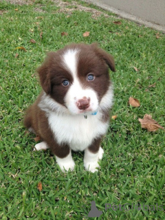 Photo №1. border collie - for sale in the city of Zell Am See | 465$ | Announcement № 170134