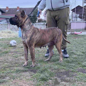 Photo №3. For Sale Canario Puppies (Canary Dog), top pedigree. Serbia