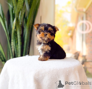 Photo №2 to announcement № 172895 for the sale of yorkshire terrier - buy in Germany breeder