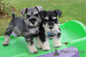 Photo №1. schnauzer - for sale in the city of Prague | negotiated | Announcement № 59469