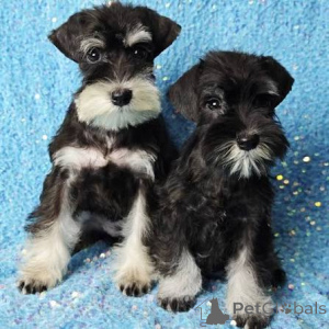 Photo №1. non-pedigree dogs - for sale in the city of Cardiff | negotiated | Announcement № 173101