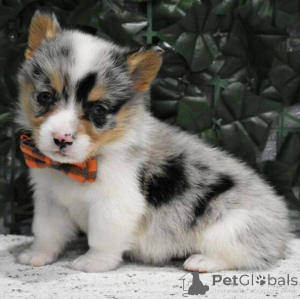 Photo №2 to announcement № 166192 for the sale of welsh corgi - buy in Italy breeder