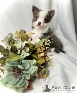 Photo №4. I will sell chihuahua in the city of Wolfsburg. private announcement, from nursery, from the shelter, breeder - price - 317$