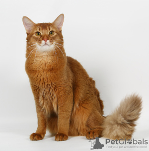 Photo №1. Mating service - breed: somali cat. Price - negotiated