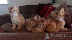 Photo №1. abyssinian cat - for sale in the city of Brussels | 211$ | Announcement № 123526