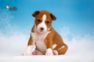 Photo №1. basenji - for sale in the city of Bobruisk | Is free | Announcement № 4799