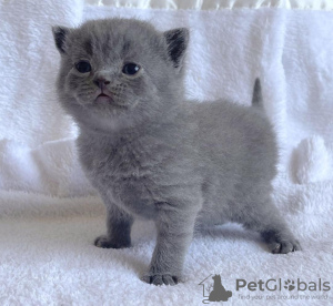 Photo №1. british shorthair - for sale in the city of Bremen | 245$ | Announcement № 104279