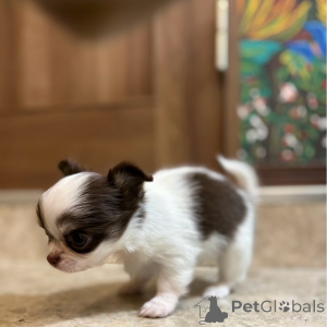 Photo №2 to announcement № 151223 for the sale of chihuahua - buy in Germany private announcement