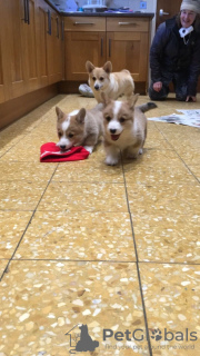 Photo №3. Awesome Welsh Corgi Pembroke Puppies. Lithuania