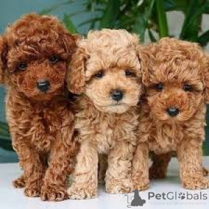 Photo №1. poodle (toy) - for sale in the city of Antwerp | 723$ | Announcement № 164105