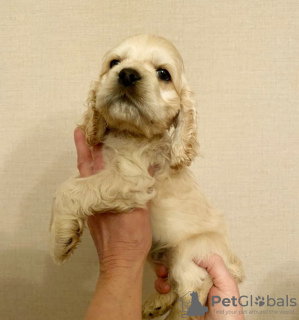 Photo №2 to announcement № 9387 for the sale of american cocker spaniel - buy in Russian Federation private announcement