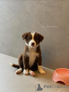 Photo №1. australian shepherd - for sale in the city of Munich | negotiated | Announcement № 167214