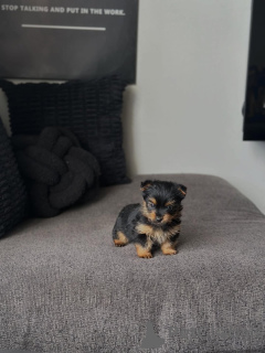 Photo №1. yorkshire terrier - for sale in the city of Dassia | 258$ | Announcement № 177627