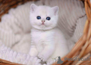 Photo №1. british shorthair - for sale in the city of Stara Zagora | 423$ | Announcement № 50724