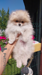 Photo №1. non-pedigree dogs - for sale in the city of Vsevolozhsk | 846$ | Announcement № 110791