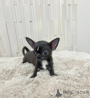 Photo №2 to announcement № 167335 for the sale of non-pedigree dogs - buy in United States breeder