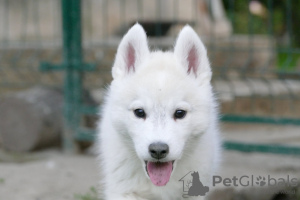 Photo №2 to announcement № 127495 for the sale of siberian husky - buy in Serbia breeder