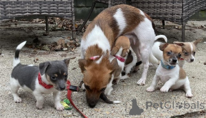 Photo №1. jack russell terrier - for sale in the city of Prague | negotiated | Announcement № 156845