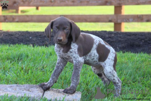 Photo №3. Stunning KC GSP puppies. Poland
