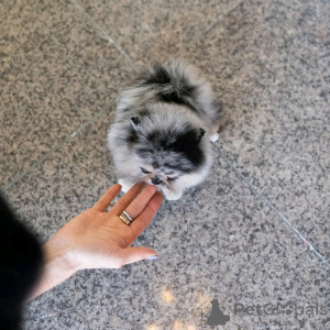 Photo №3. Siberian Husky Welpen zur Adoption. Germany