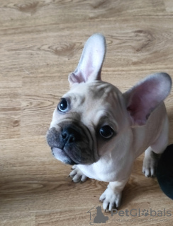 Photo №4. I will sell french bulldog in the city of Warsaw. private announcement - price - 677$