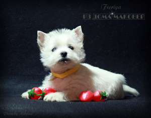 Photo №1. west highland white terrier - for sale in the city of Tiraspol | 551$ | Announcement № 1632