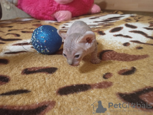 Photo №1. sphynx-katze - for sale in the city of Krivoy Rog | 206$ | Announcement № 30237