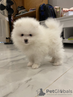 Additional photos: pomeranian