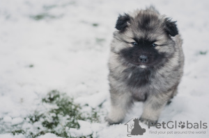 Photo №4. I will sell german spitz in the city of Minsk. from nursery - price - 500$