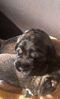 Photo №1. standard schnauzer - for sale in the city of Stara Pazova | negotiated | Announcement № 157212