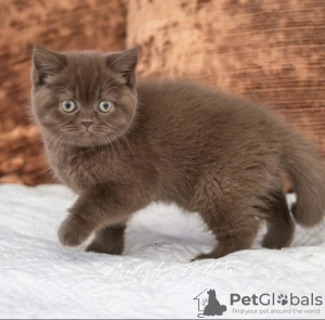 Photo №3. British shorthair. Germany