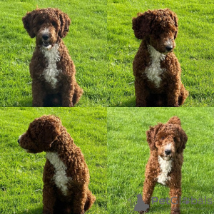 Photo №2 to announcement № 131459 for the sale of labradoodle - buy in Belgium private announcement, breeder