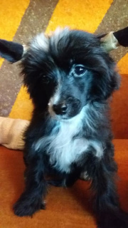 Photo №4. I will sell chinese crested dog in the city of Kharkov. from nursery, breeder - price - Negotiated