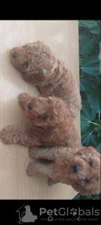 Photo №1. poodle (toy) - for sale in the city of Панчево | negotiated | Announcement № 63719