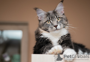 Photo №1. maine coon - for sale in the city of Москва | negotiated | Announcement № 7565