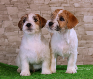 Photo №2 to announcement № 5437 for the sale of jack russell terrier - buy in Ukraine from nursery