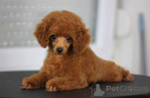 Photo №1. poodle (toy) - for sale in the city of Belgrade | negotiated | Announcement № 121776