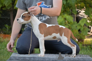 Photo №3. American Stafford puppies. Serbia