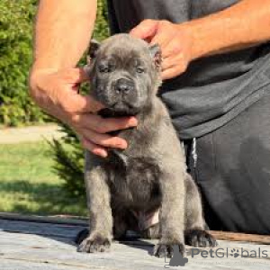 Photo №3. Cane Corso puppies for sale. United Kingdom
