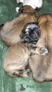 Photo №1. lhasa apso, shih tzu - for sale in the city of Pärnu | 659$ | Announcement № 139030