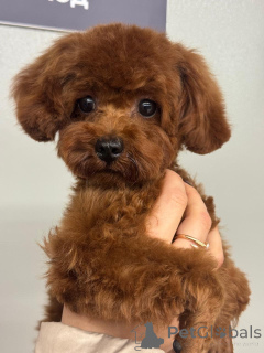Photo №2 to announcement № 155082 for the sale of poodle (dwarf) - buy in Russian Federation 