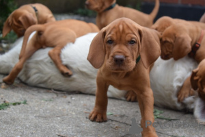 Photo №1. vizsla - for sale in the city of Prague | negotiated | Announcement № 167456