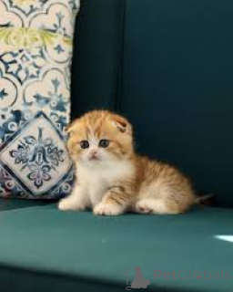 Photo №4. I will sell munchkin in the city of Vienna. private announcement, breeder - price - 580$