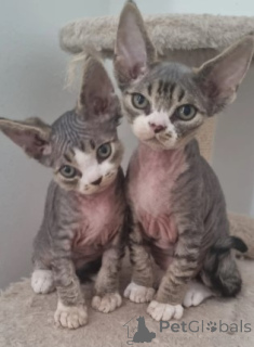 Photo №3. Three lovely brothers and sister. Germany