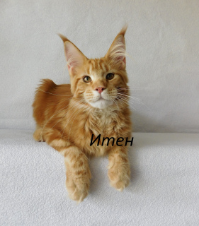 Photo №1. maine coon - for sale in the city of Vladimir | 1360$ | Announcement № 6545