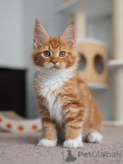 Photo №1. maine coon - for sale in the city of Dordrecht | negotiated | Announcement № 177833